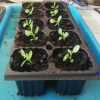 PLANTA DE SIEMPRE VIVA O PRODIOSA FRESCA PARA TRASPLANTAR