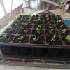 PLANTA DE SIEMPRE VIVA O PRODIOSA FRESCA PARA TRASPLANTAR - Imagen 2