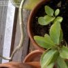 PLANTA DE SIEMPRE VIVA O PRODIOSA FRESCA PARA TRASPLANTAR - Imagen 3