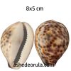 CARACOL TIGRE 4-6 CM unid.